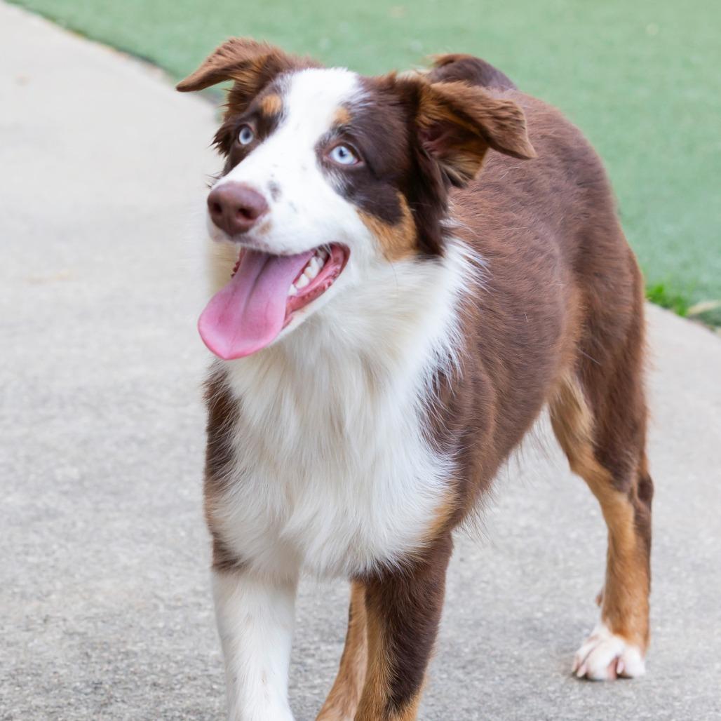 Enlarge Susie-Q, a Adoptable Mixed Breed in Cartersville, GA image 4/4