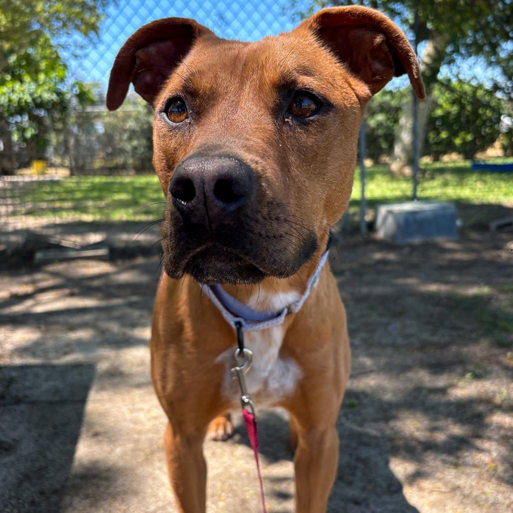 Ivory, a Adoptable mixed breed in San Jacinto, CA image 4/6