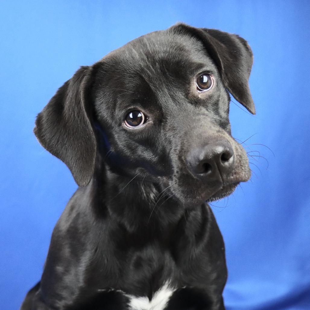 Enlarge Penelope - 080302U, a Adoptable mixed breed in Tupelo, MS image 2/3