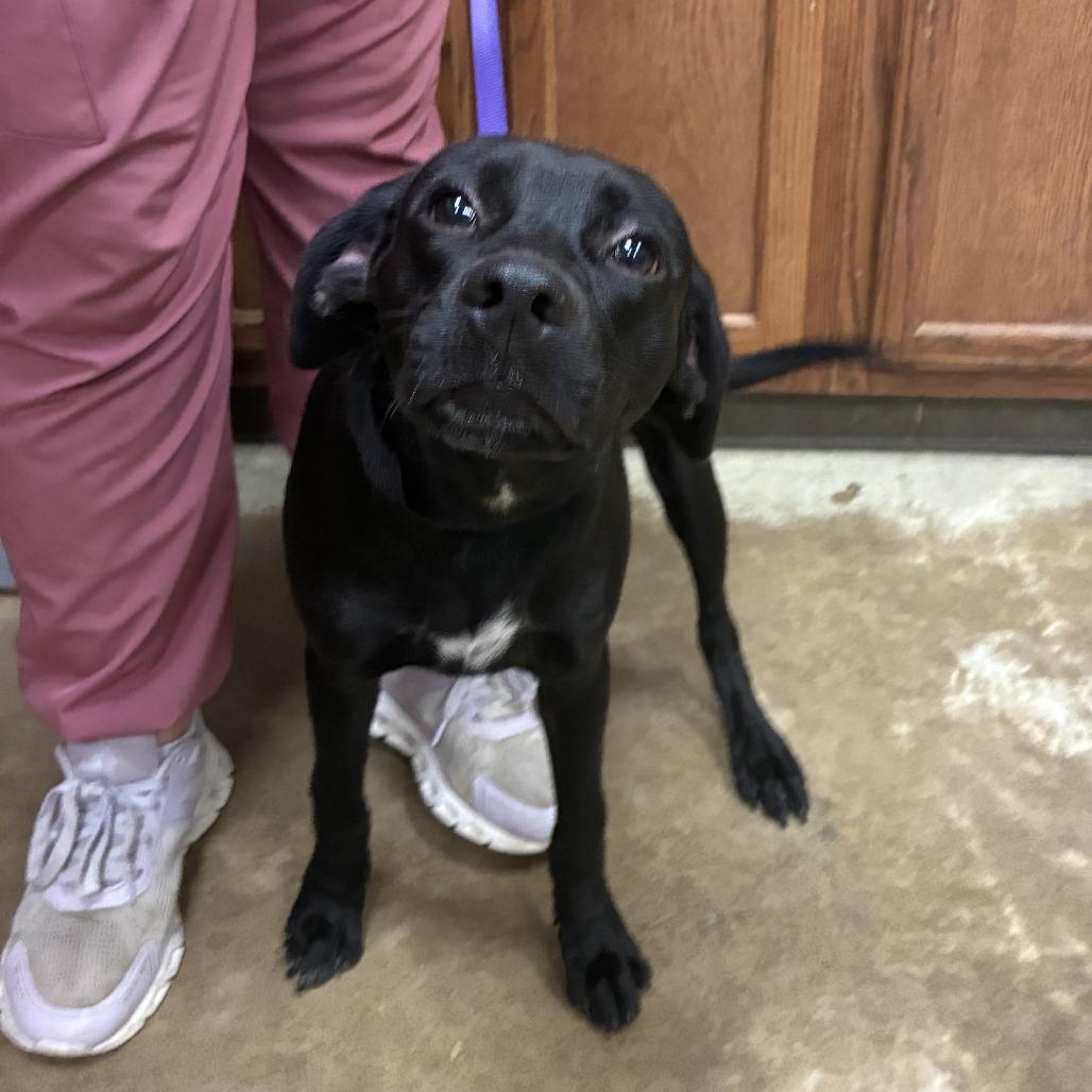 Enlarge Penelope - 080302U, a Adoptable mixed breed in Tupelo, MS image 3/3