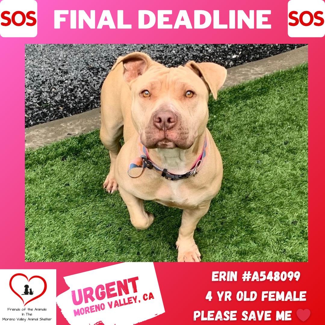 HELP ME PLEASE! Out of Time!!  LOVABLE SHORT ERIN w/beautiful hazel eyes, adopted, Adult Female Staffordshire Bull Terrier & Pit Bull Terrier.