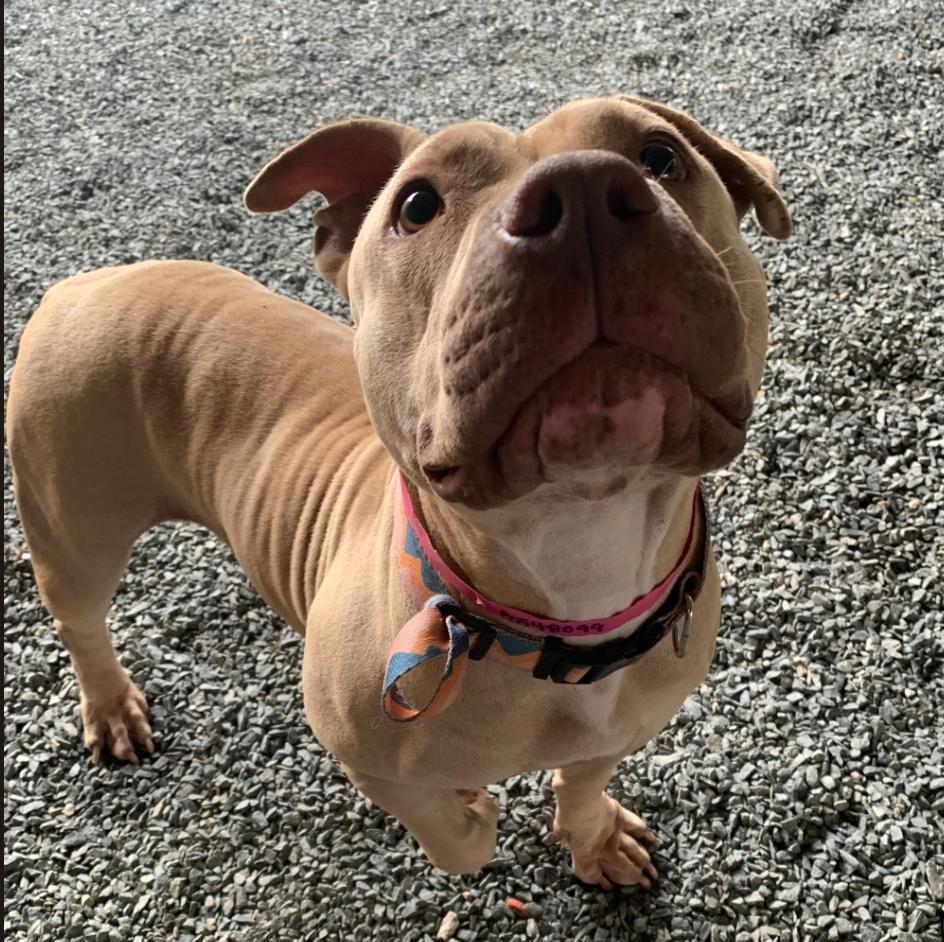 HELP ME PLEASE! Out of Time!! LOVABLE SHORT ERIN w/beautiful hazel eyes, an adopted mixed breed in Huntington Beach, CA image 3/4