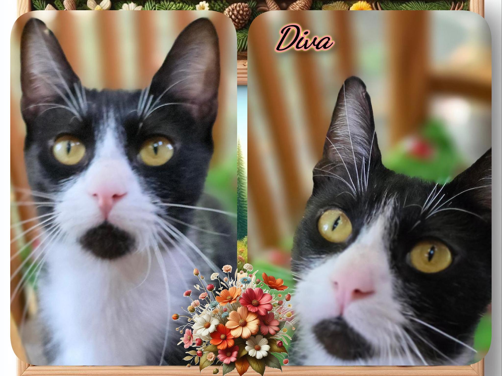 Enlarge Diva, a ADOPTABLE Domestic Short Hair in Corinth, NY image 1/1