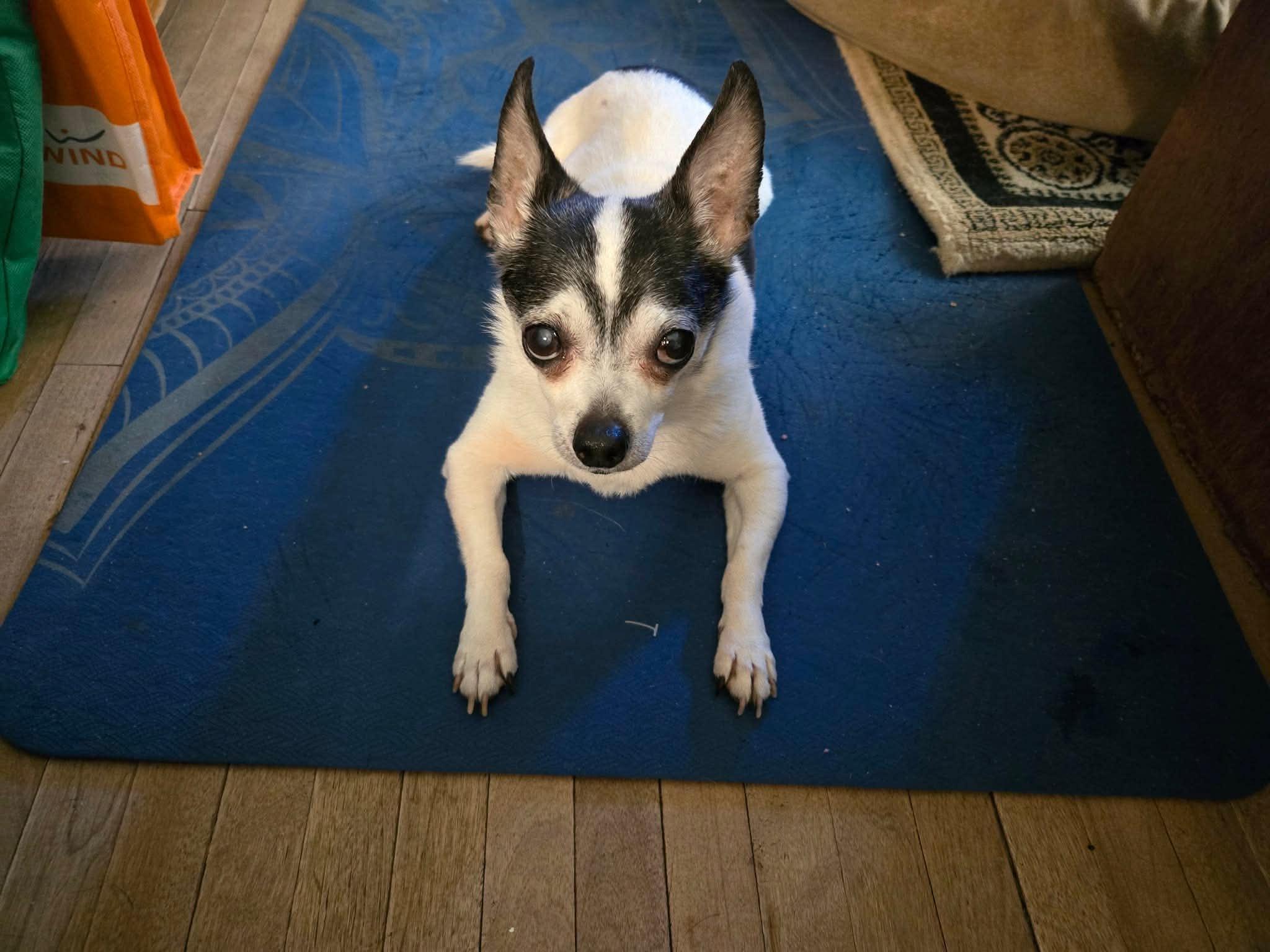 Enlarge Herman, a ADOPTABLE Chihuahua in Toronto, ON image 1/1