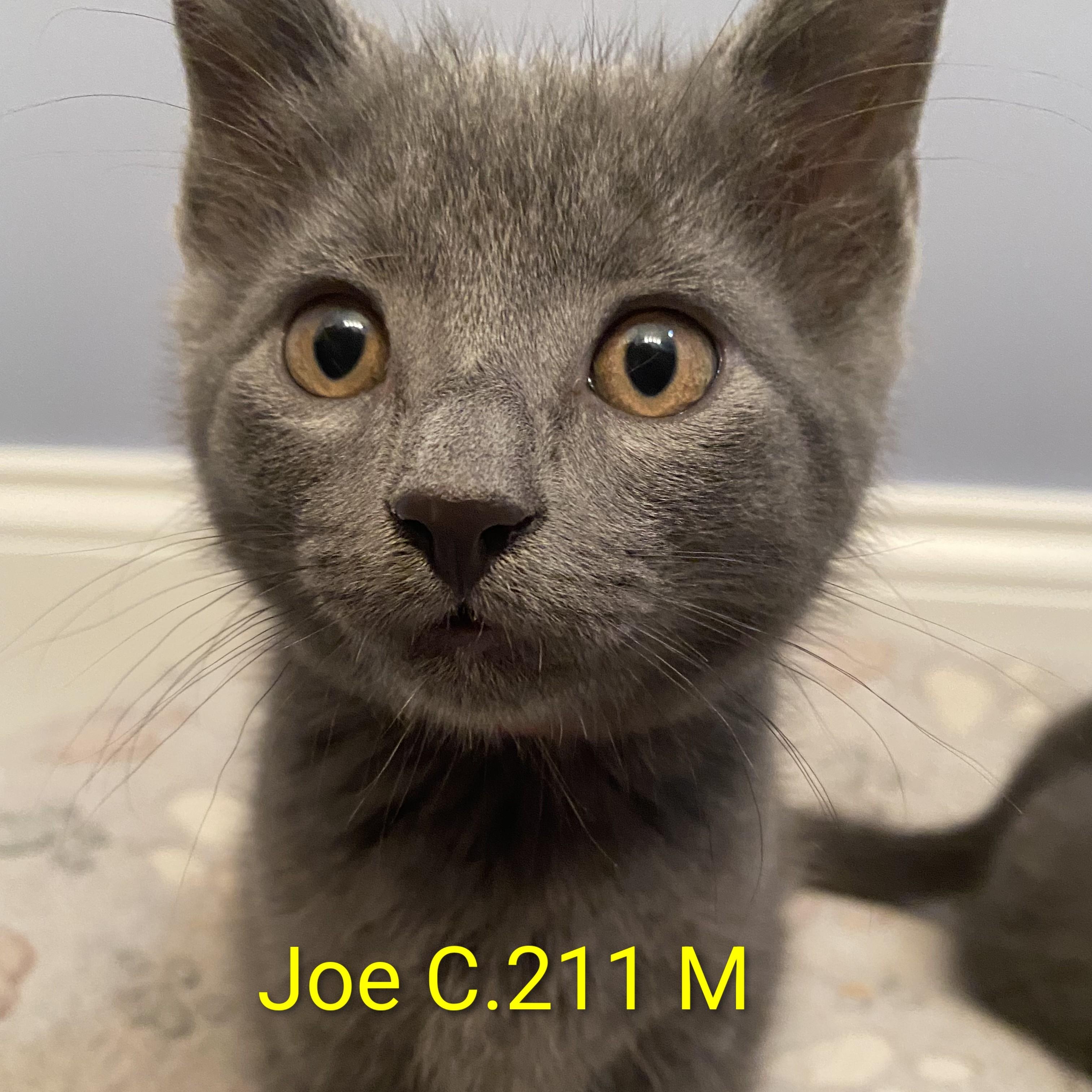 Enlarge Foster Joe, a Adopted Domestic Short Hair in Batavia, NY image 1/1