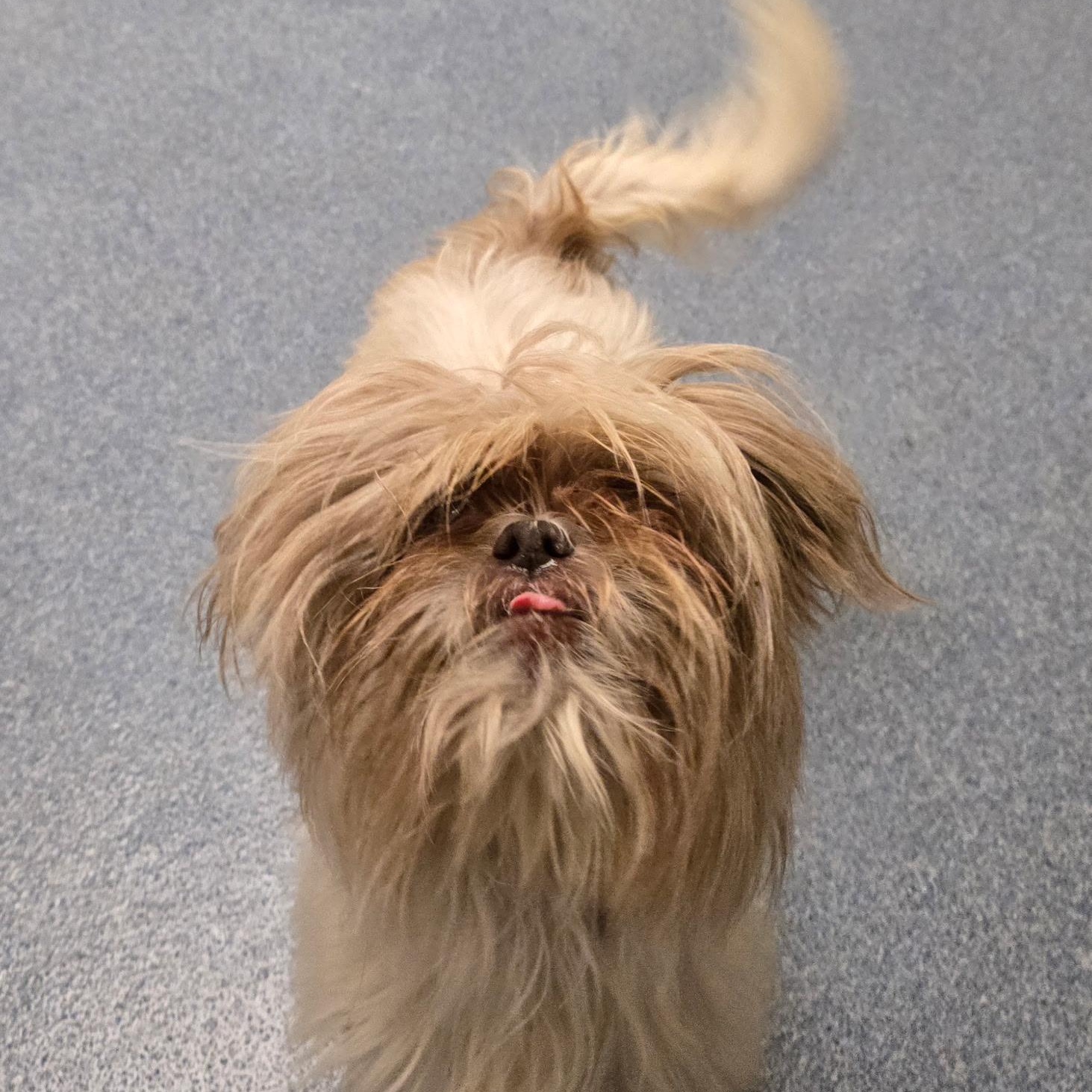 Trina, an adopted Shih Tzu in Suffolk, VA image 1/2