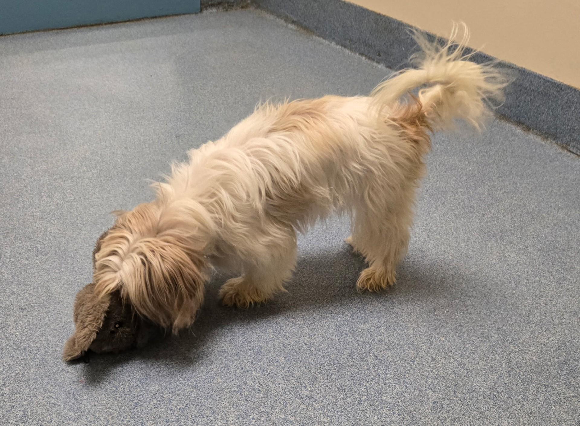 Trina, an adopted Shih Tzu in Suffolk, VA image 2/2