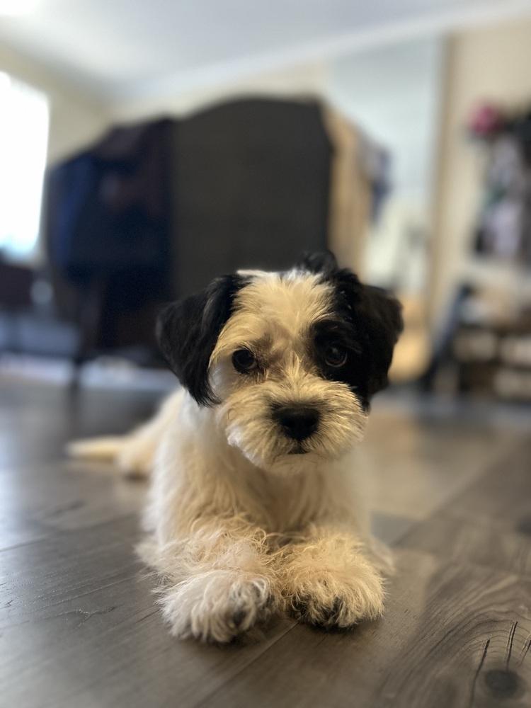 Ashley, Adoptable, Puppy Female Shih Tzu & Terrier.