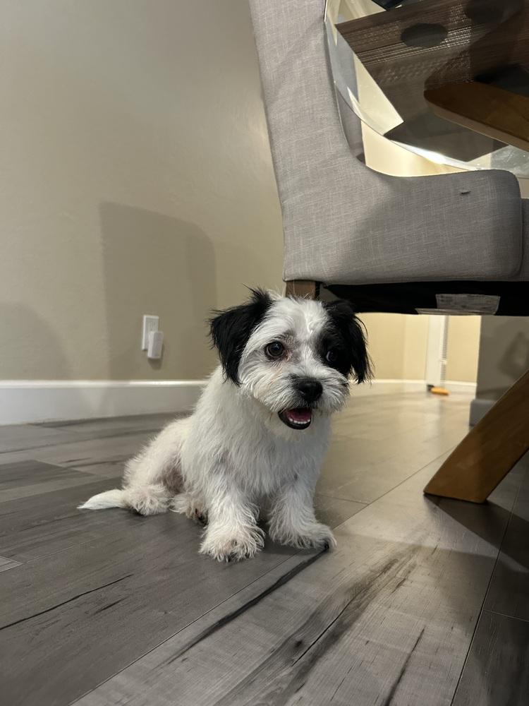 Ashley, a Adoptable mixed breed in Pacifica, CA image 2/6
