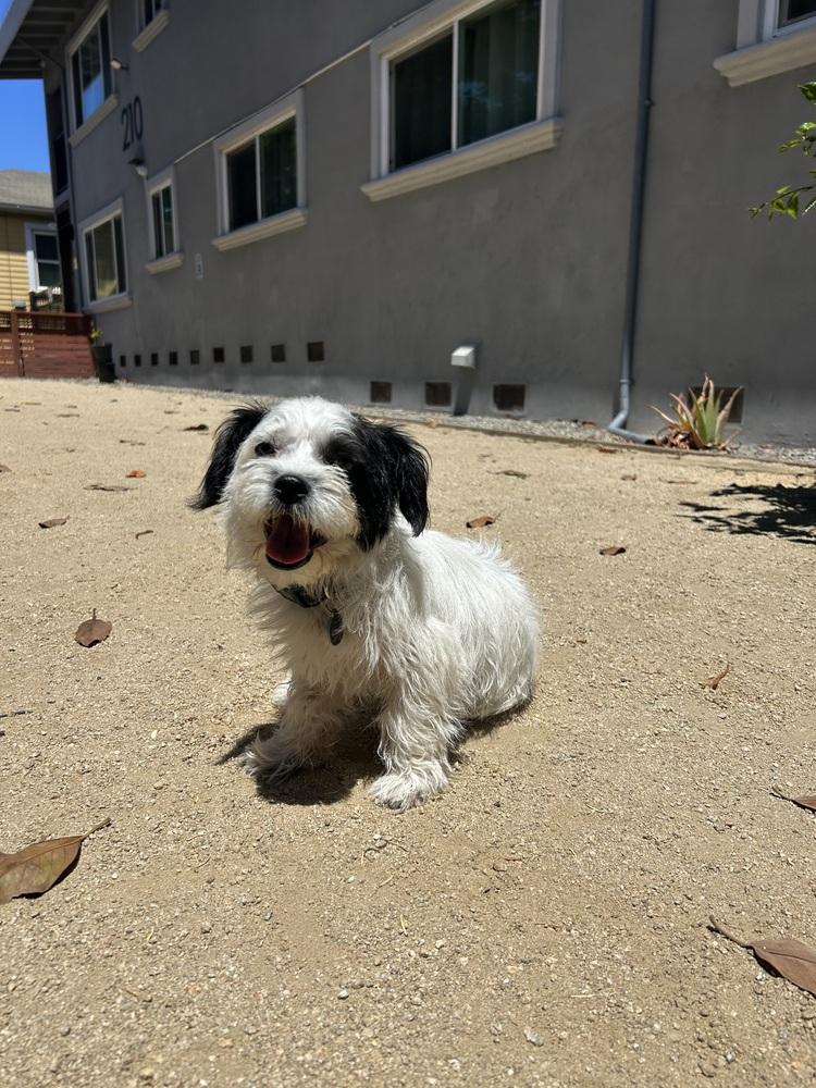 Ashley, a Adoptable mixed breed in Pacifica, CA image 4/6