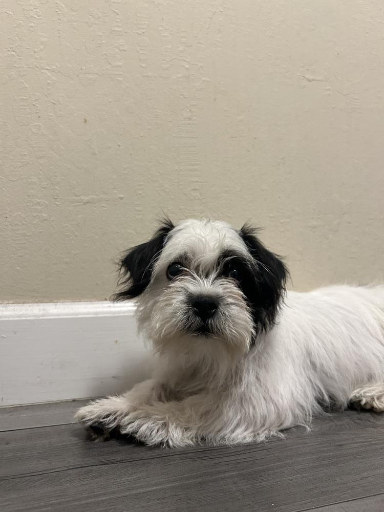 Ashley, a Adoptable mixed breed in Pacifica, CA image 5/6