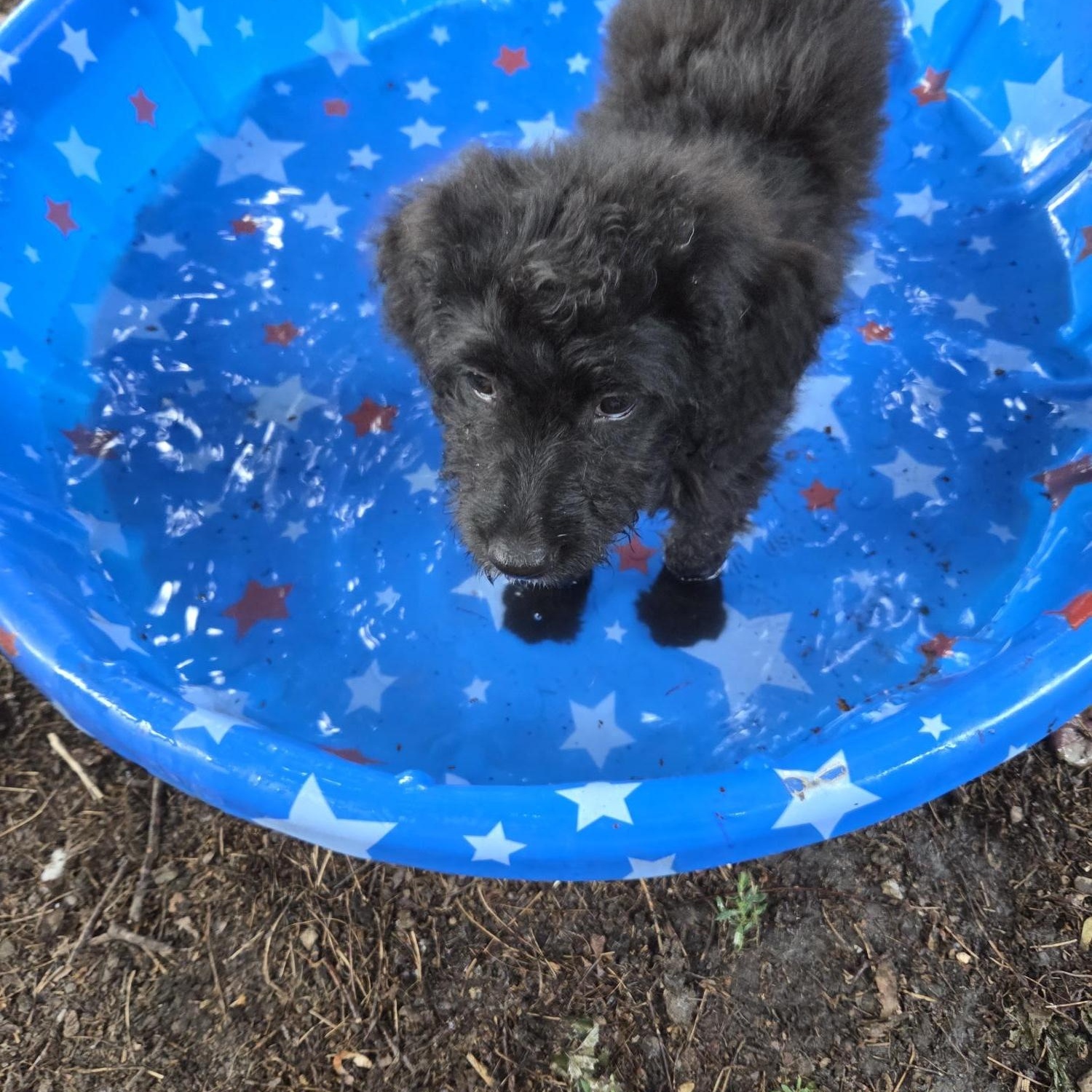 Enlarge Sophia, an adoptable mixed breed in Racine, WI image 3/5