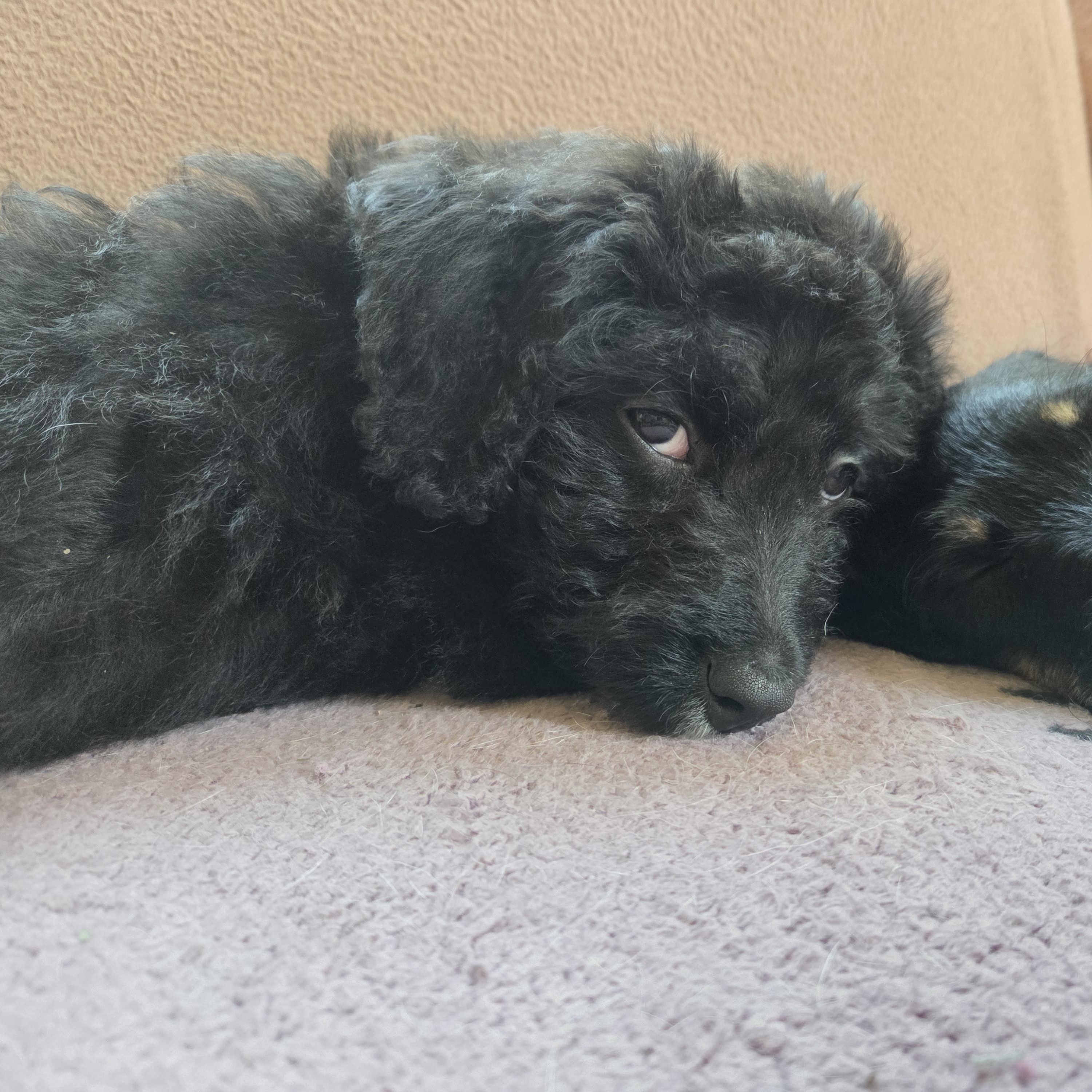 Enlarge Sophia, an adoptable mixed breed in Racine, WI image 1/5