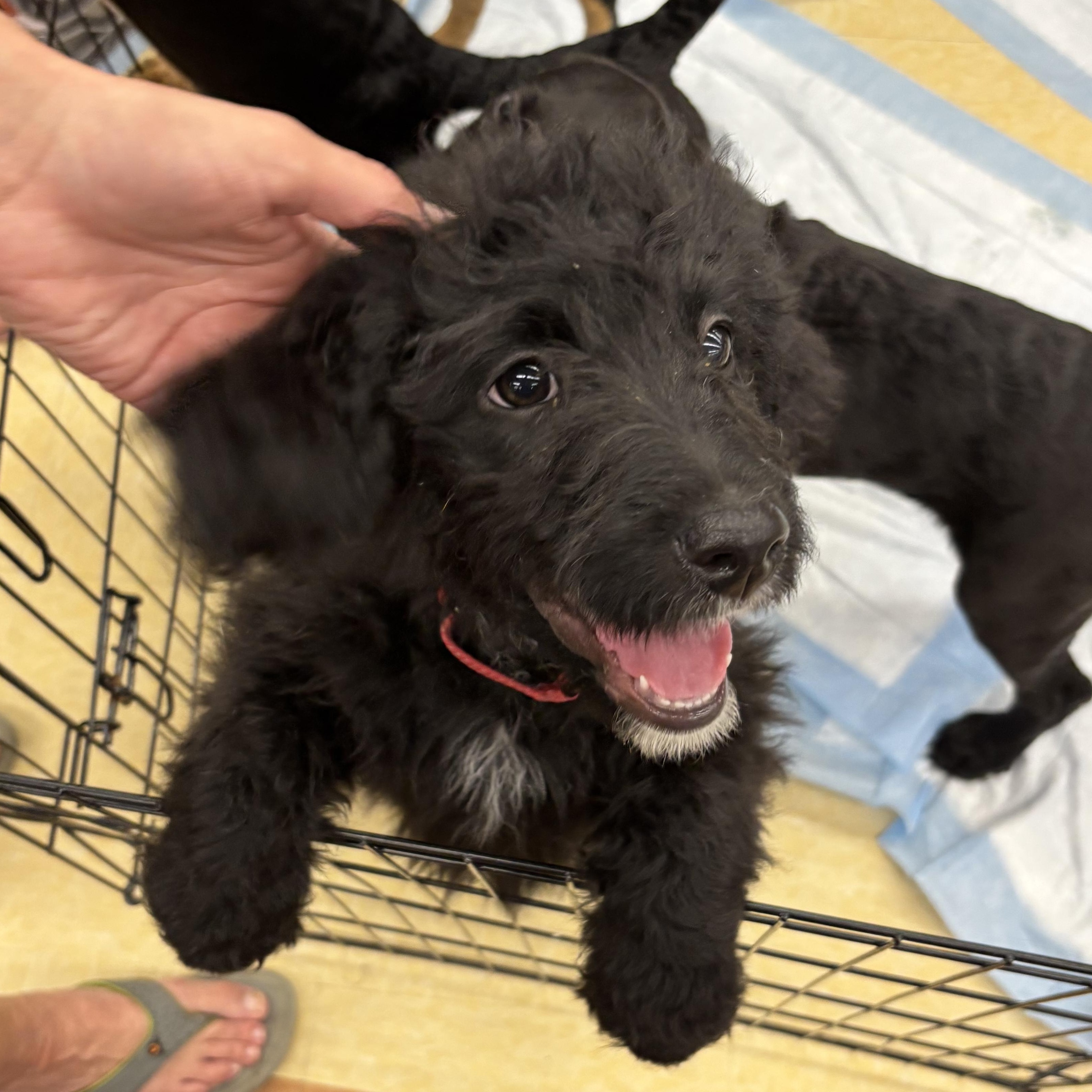 Enlarge Sophia, an adoptable mixed breed in Racine, WI image 5/5