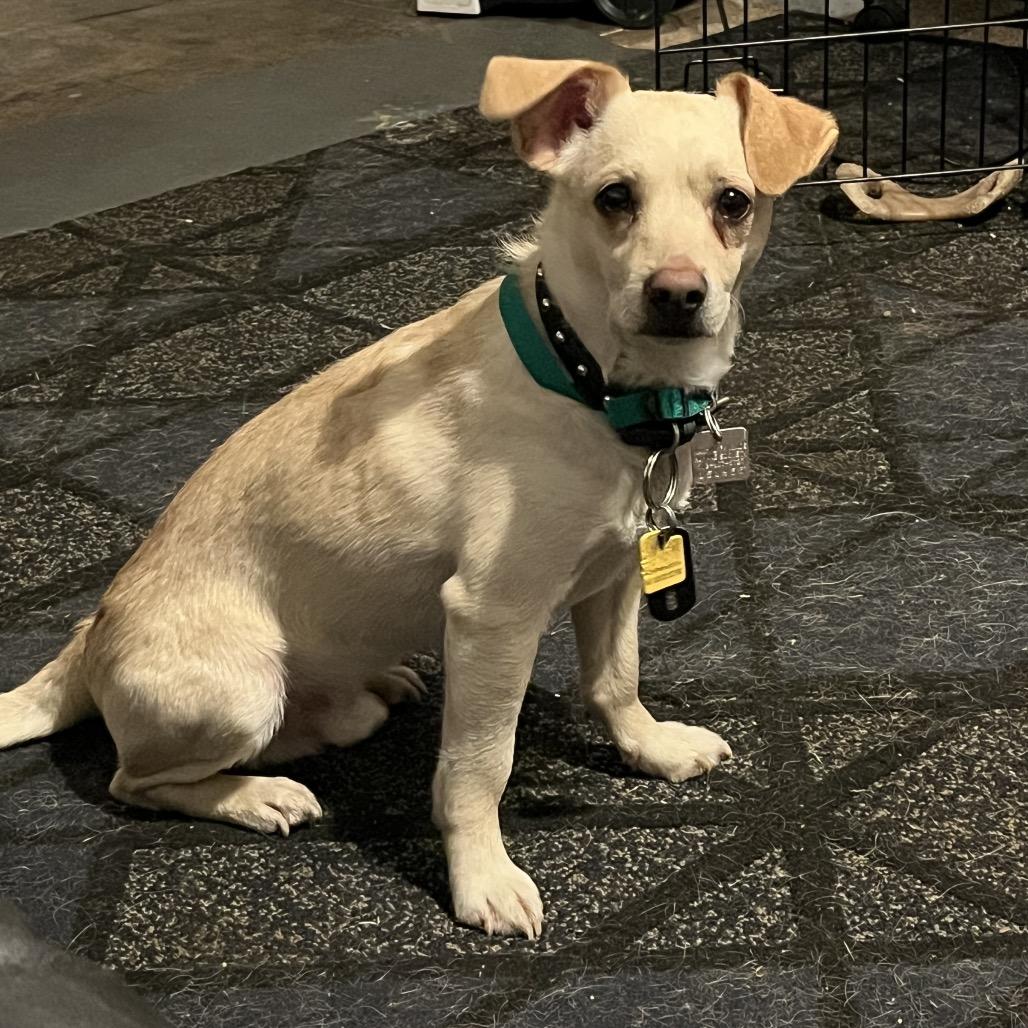 Enlarge Wonky, a Adoptable mixed breed in Farmersville, OH image 1/6