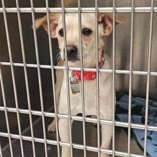 Enlarge Wonky, a Adoptable mixed breed in Farmersville, OH image 2/6