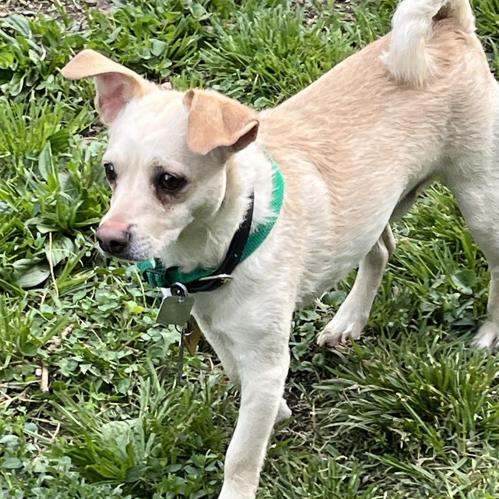 Enlarge Wonky, a Adoptable mixed breed in Farmersville, OH image 4/6