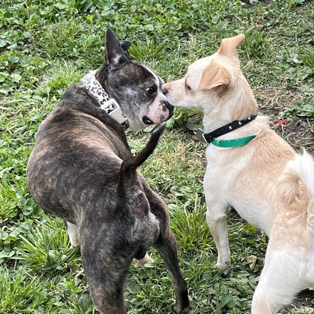 Enlarge Wonky, a Adoptable mixed breed in Farmersville, OH image 5/6