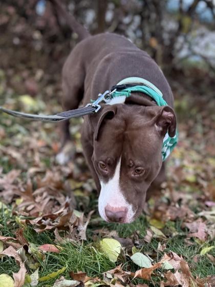Rosko, Adoptable, Adult Male Pit Bull Terrier & Mixed Breed.