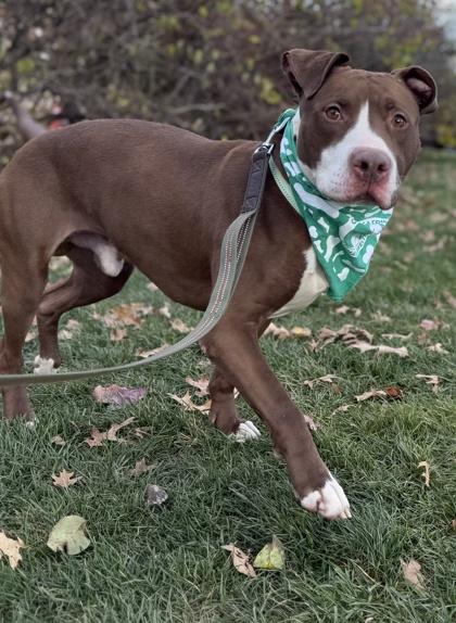 Enlarge Rosko, a Adoptable mixed breed in Valley View, OH image 2/3