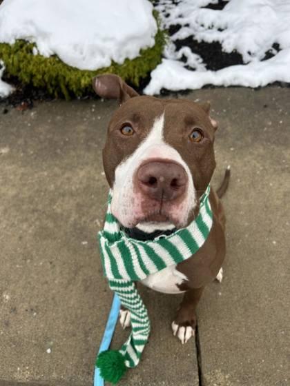 Enlarge Rosko, a Adoptable mixed breed in Valley View, OH image 3/3