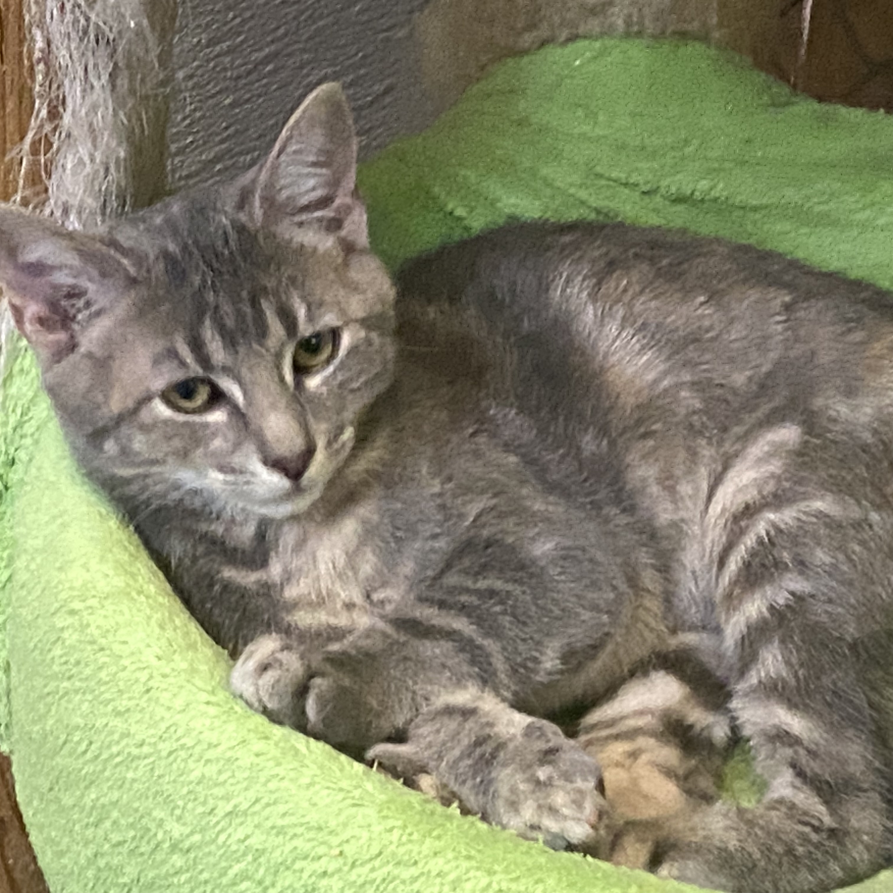 Lexington, Adoptable, Young Female Dilute Tortoiseshell.