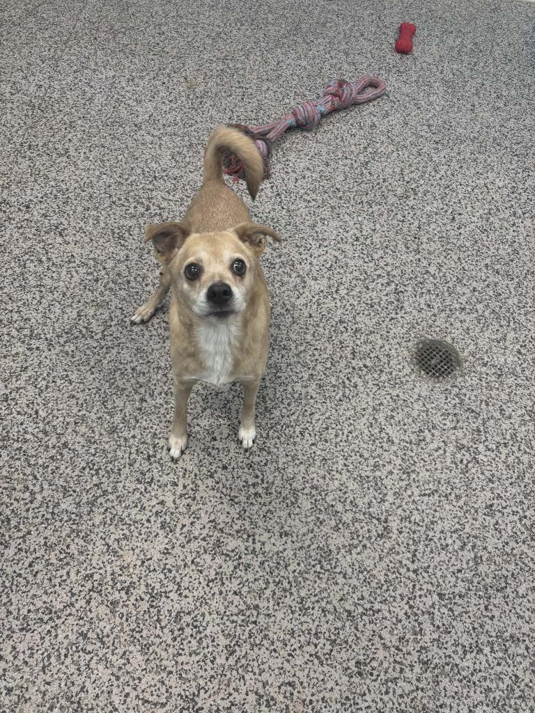 Paige, Adopted, Senior Female Terrier & Mixed Breed.