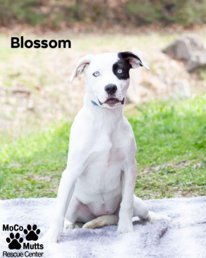 Blossom , adopted, Young Female Mixed Breed.