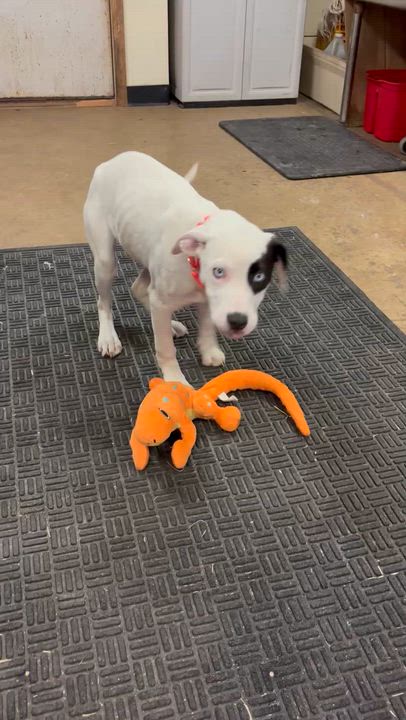 Enlarge Blossom , an adopted mixed breed in Chardon, OH video 2/2