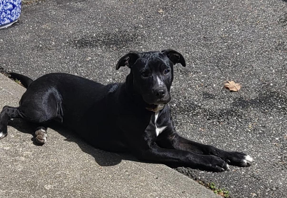 Enlarge Angelina, a ADOPTABLE mixed breed in Yardly, PA image 6/6