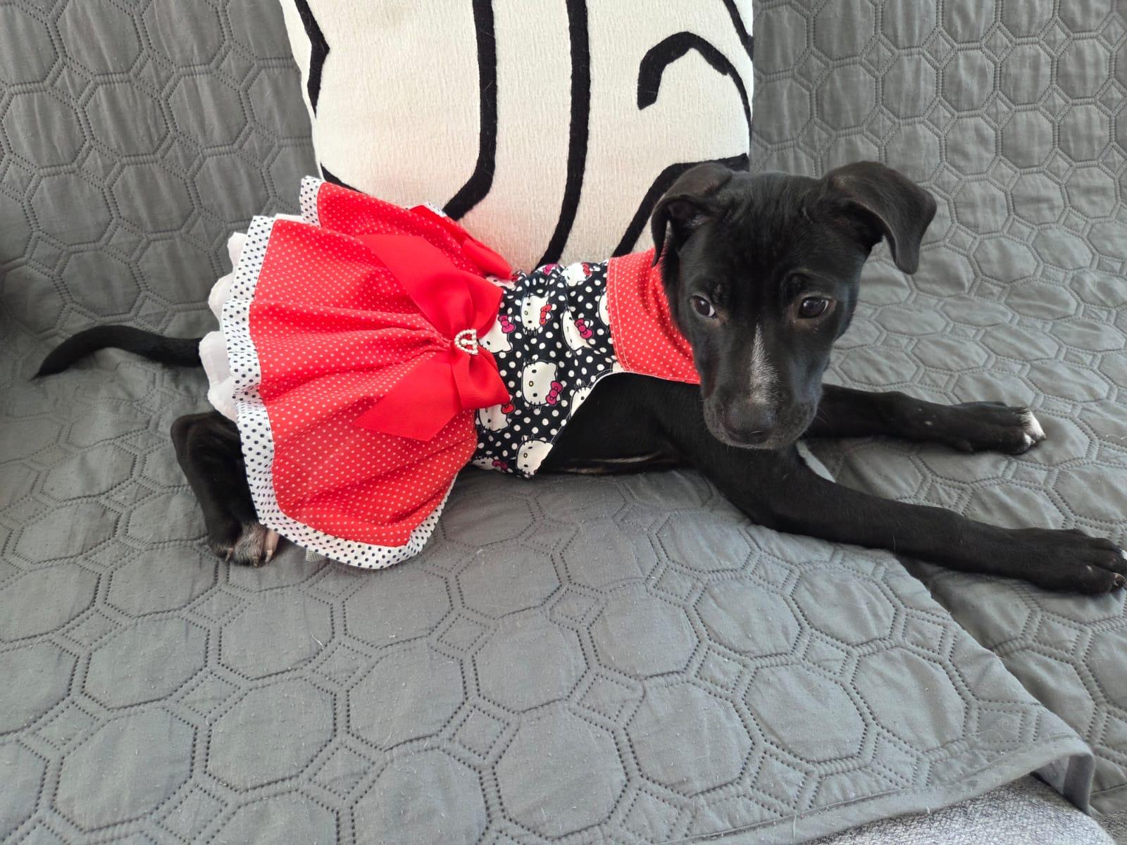 Enlarge Angelina, a ADOPTABLE mixed breed in Huntington, NY image 3/6