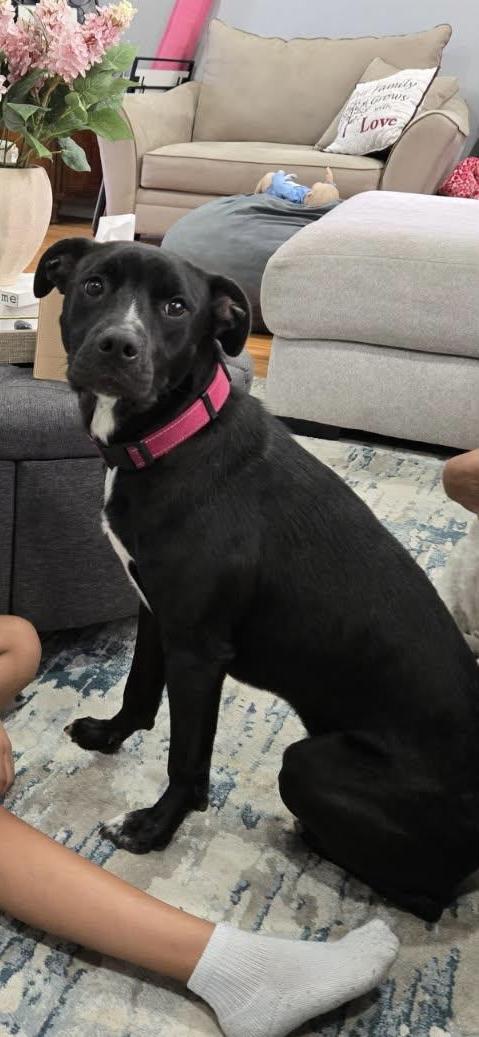 Enlarge Angelina, a ADOPTABLE mixed breed in Fairlawn , NJ image 1/6