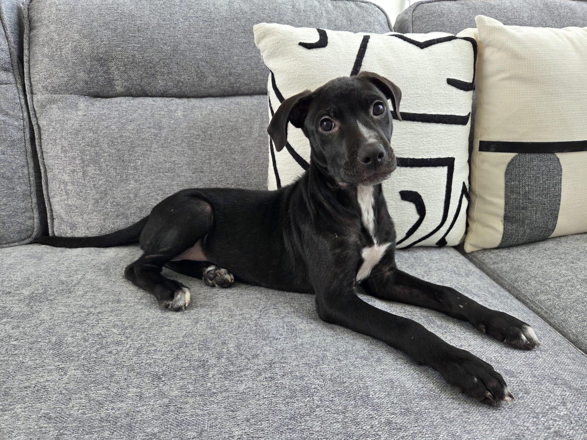 Enlarge Angelina, a ADOPTABLE mixed breed in Huntington, NY image 2/6