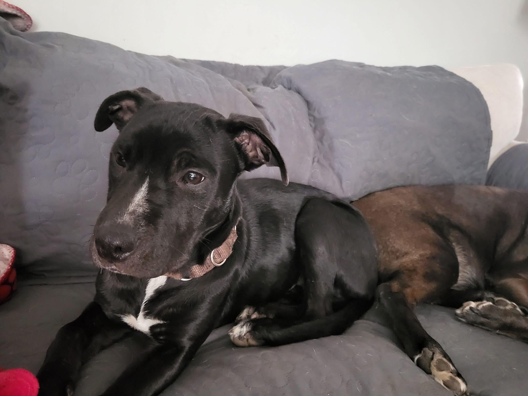 Enlarge Angelina, a ADOPTABLE mixed breed in Yardly, PA image 2/6