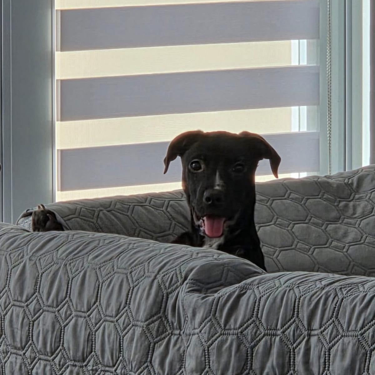 Enlarge Angelina, a ADOPTABLE mixed breed in Huntington, NY image 5/6