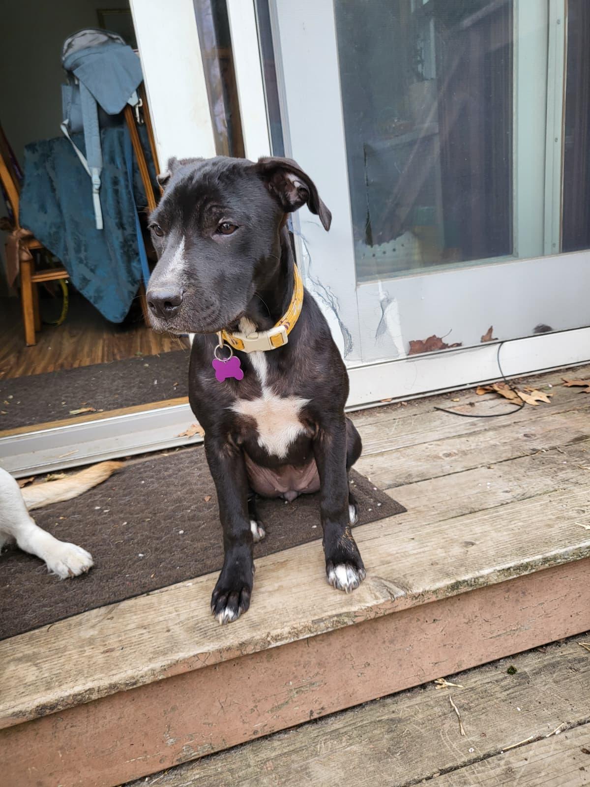 Angelina, ADOPTABLE, Puppy Female Labrador Retriever.