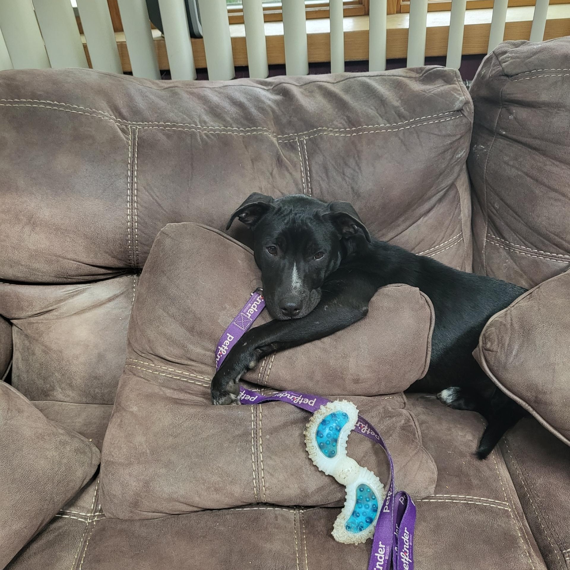 Enlarge Angelina, a ADOPTABLE mixed breed in Yardly, PA image 1/6