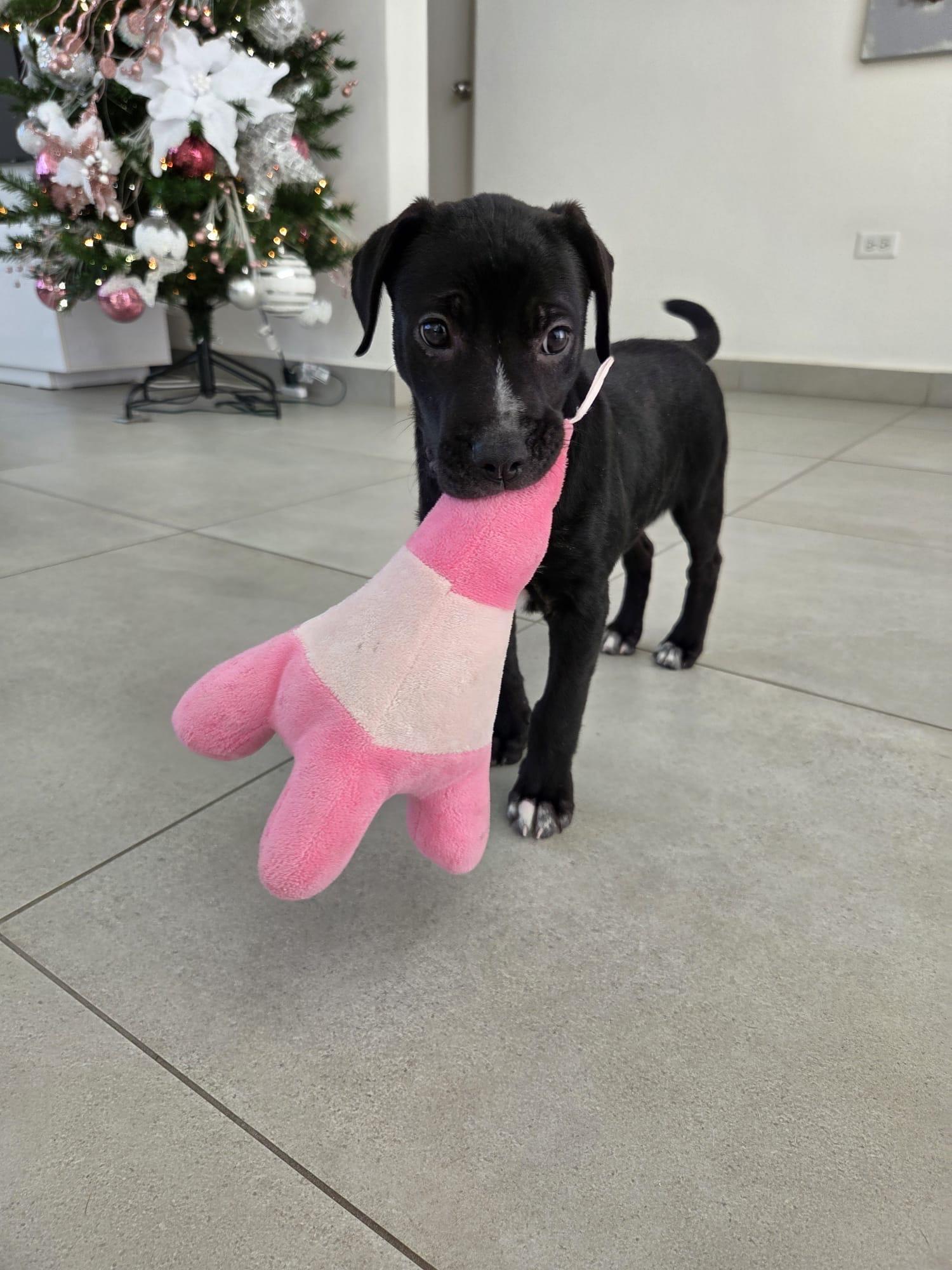 Enlarge Angelina, a ADOPTABLE mixed breed in Huntington, NY image 4/6