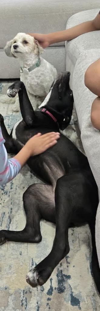 Enlarge Angelina, a ADOPTABLE mixed breed in Fairlawn , NJ image 5/6