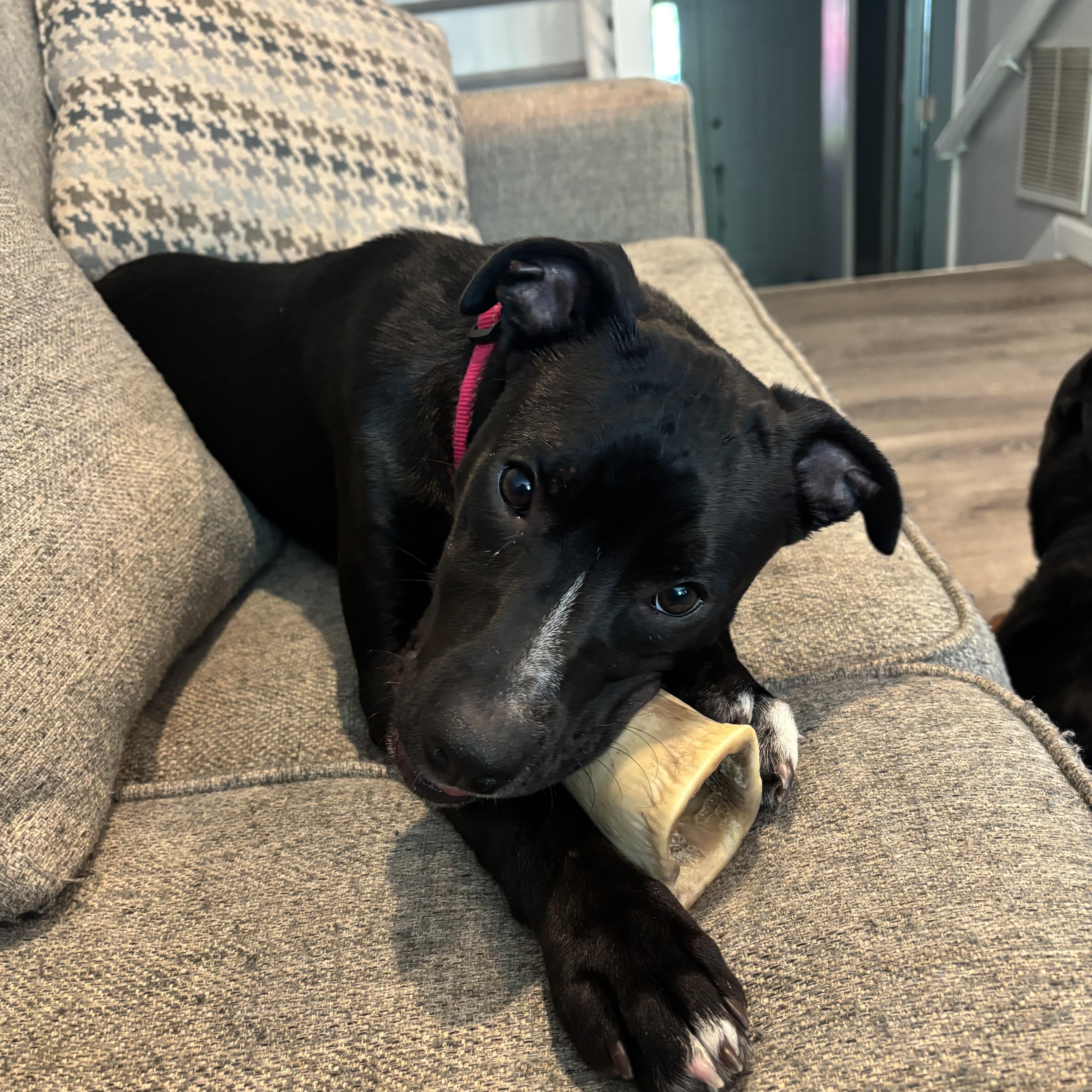 Angelina, a ADOPTABLE mixed breed in Fairlawn , NJ image 1/6