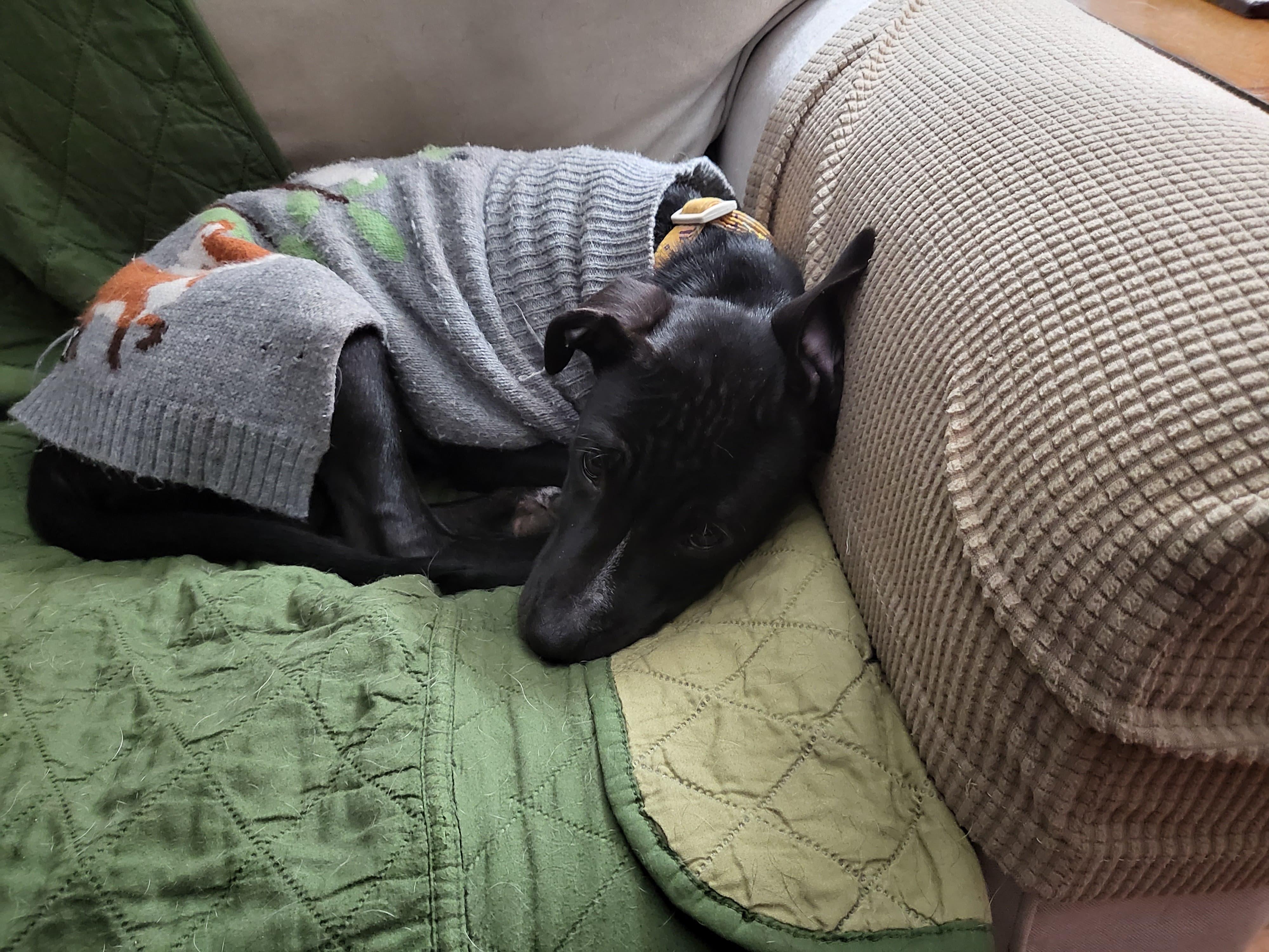 Enlarge Angelina, a ADOPTABLE mixed breed in Huntington, NY image 6/6