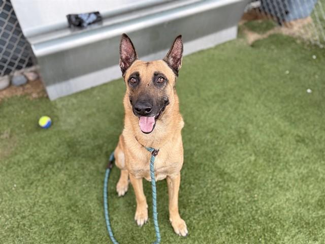RAPTOR, Adoptable, Adult Male German Shepherd Dog.