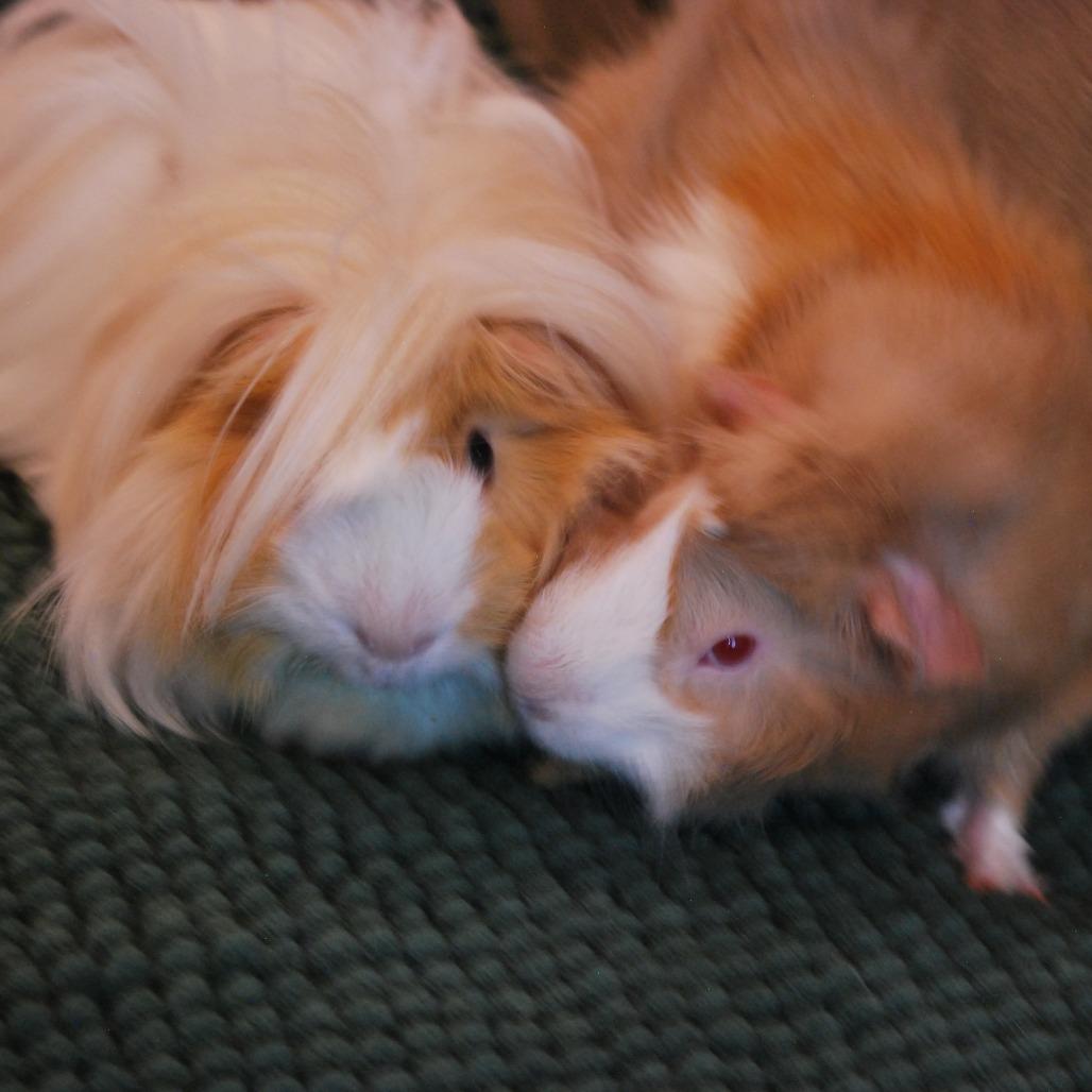 Enlarge Brad & Chad- We're a Bonded Pair!, a Adoptable Peruvian in Chicago, IL image 1/5