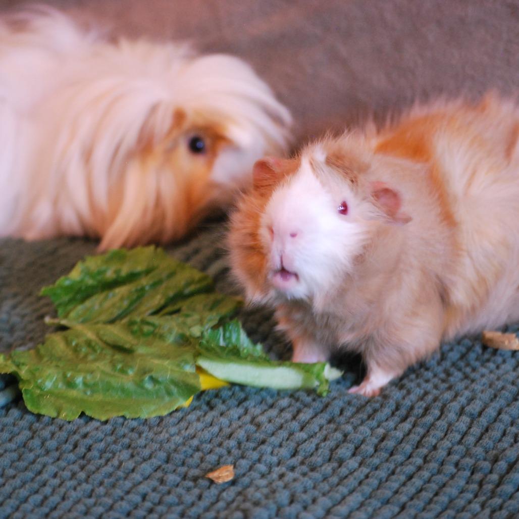 Enlarge Brad & Chad- We're a Bonded Pair!, a Adoptable Peruvian in Chicago, IL image 2/5