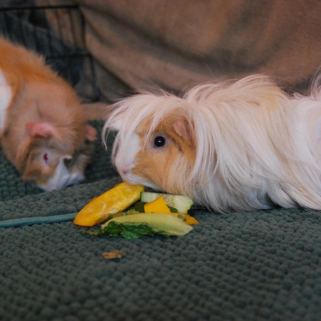 Enlarge Brad & Chad- We're a Bonded Pair!, a Adoptable Peruvian in Chicago, IL image 3/5