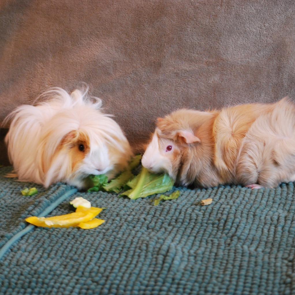 Enlarge Brad & Chad- We're a Bonded Pair!, a Adoptable Peruvian in Chicago, IL image 4/5