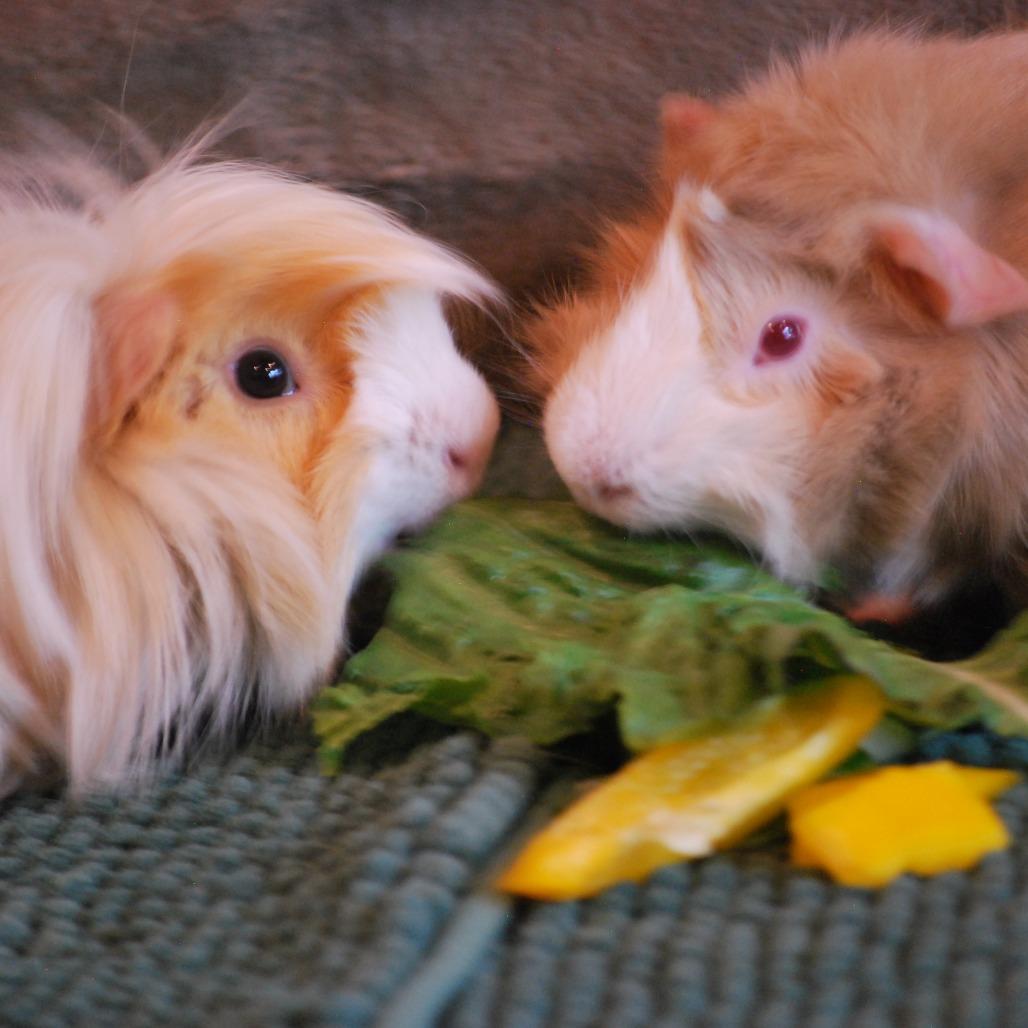 Enlarge Brad & Chad- We're a Bonded Pair!, a Adoptable Peruvian in Chicago, IL image 5/5