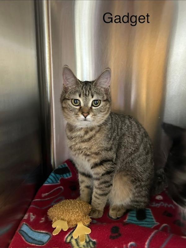 Gadget, Adoptable, Young Female Domestic Short Hair.