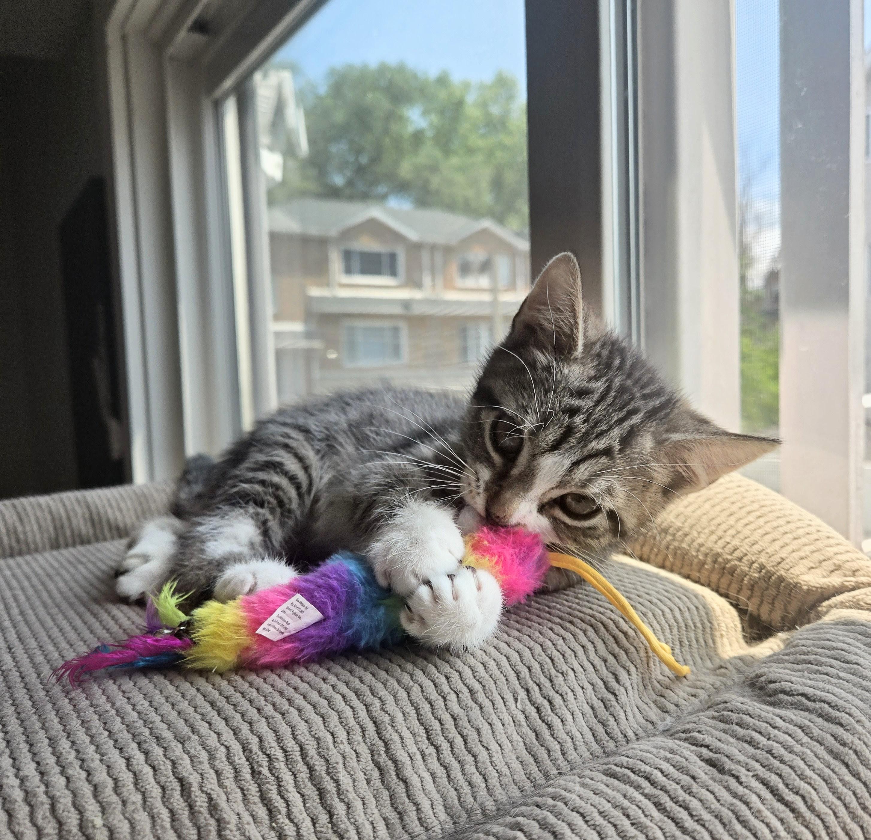 Enlarge Tipsy, an adopted American Shorthair in Staten Island, NY image 1/6