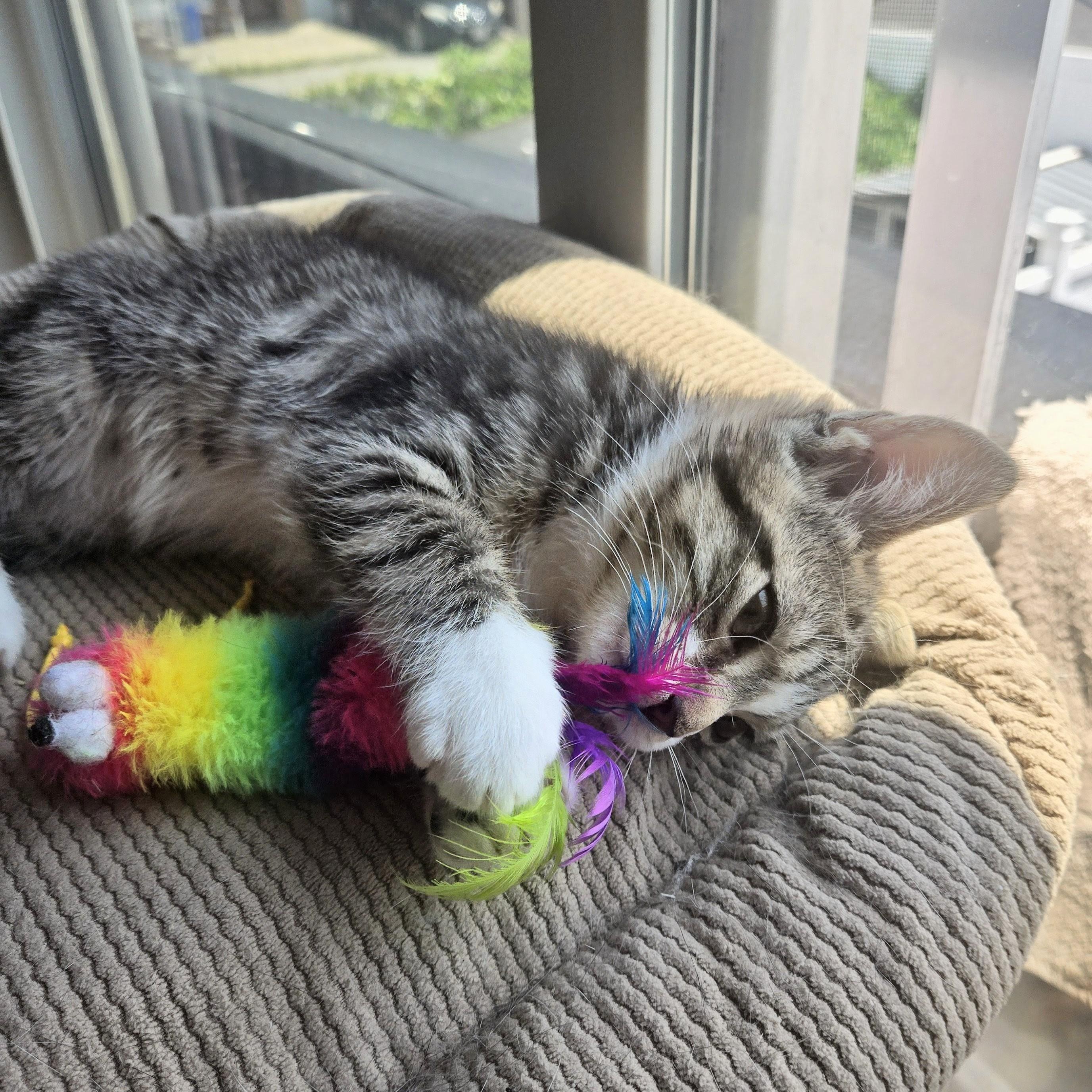 Enlarge Tipsy, an adopted American Shorthair in Staten Island, NY image 3/6